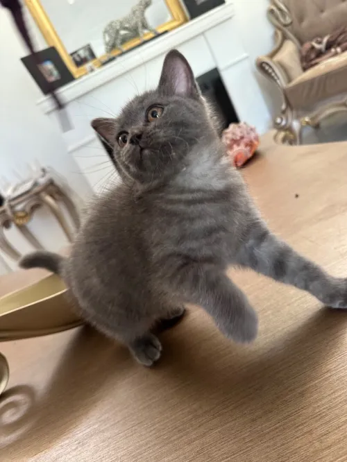British shorthair