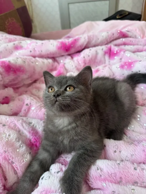 British shorthair