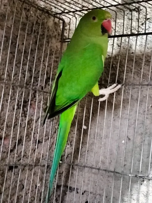 Perruche à collier 