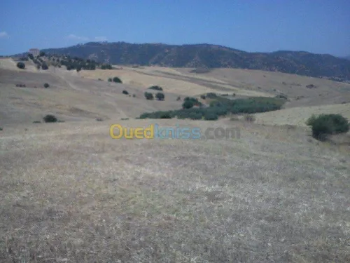 Vente Terrain Tizi ouzou Boghni