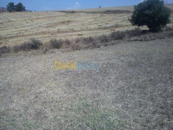 Vente Terrain Tizi ouzou Boghni