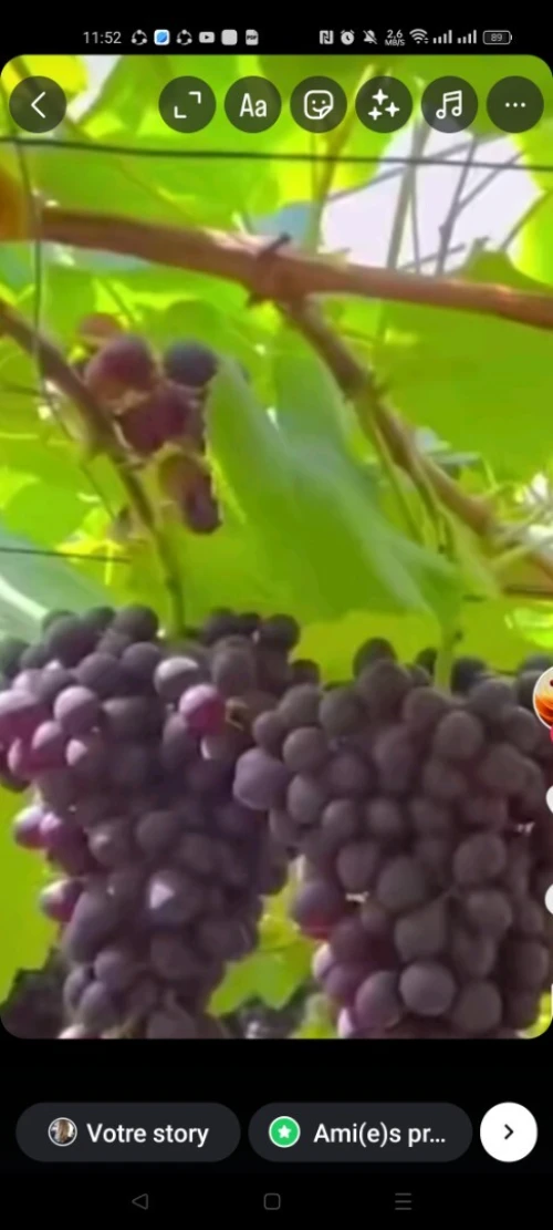 Vente Terrain Agricole Tizi Ouzou Sidi naamane