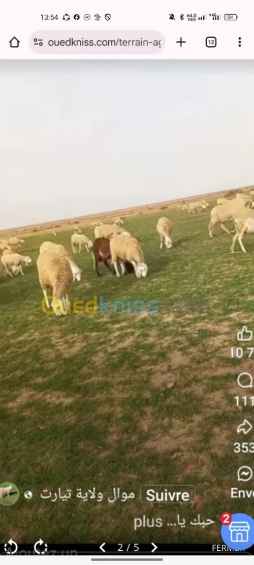 Vente Terrain Agricole Médéa El guelbelkebir