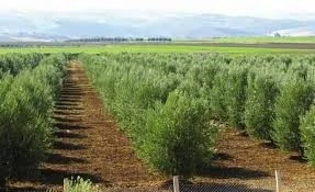 Vente Terrain Agricole Médéa El guelbelkebir