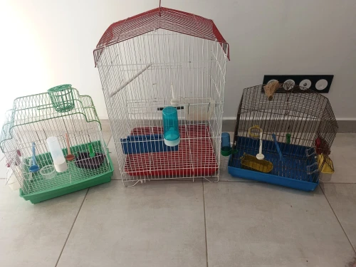 Canaris et perruche