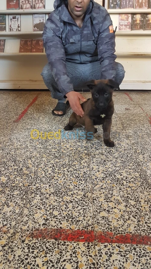 malinois charbonné top de top à vendre âge 57 jours