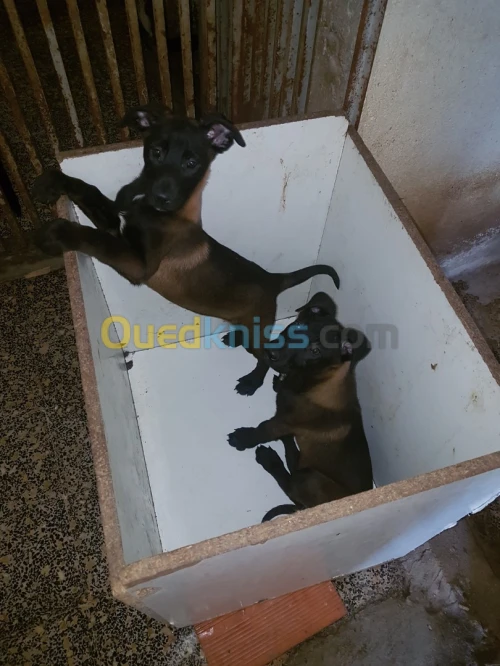 3 malinois à vendre top de top une charbonner deux femelles malinois bleu mexicain