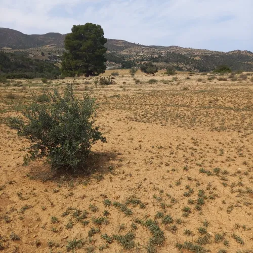 Vente Terrain Agricole Bouira Ouled rached