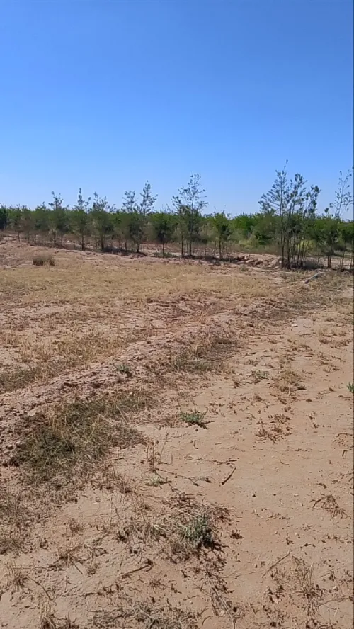 Vente Terrain Agricole Djelfa Benhar