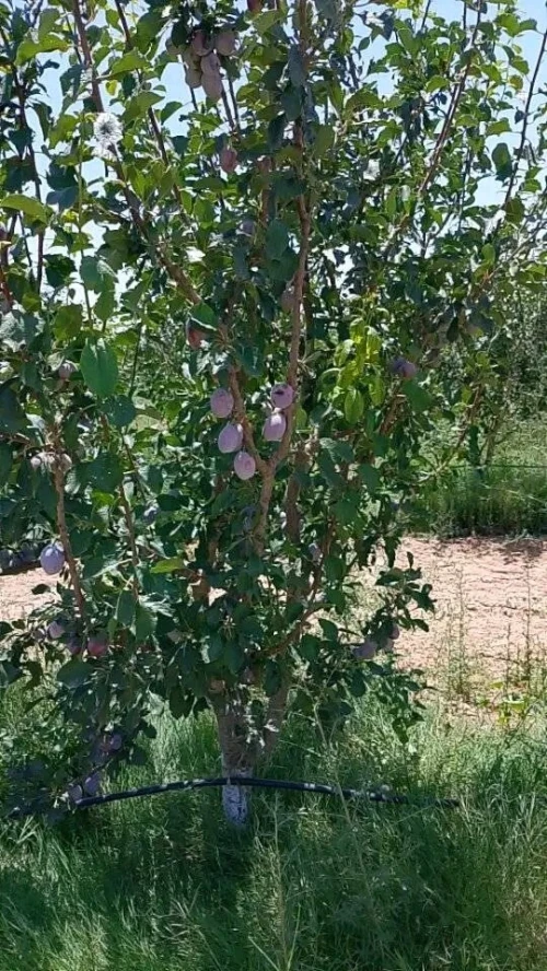 Vente Terrain Agricole Djelfa Ain oussara