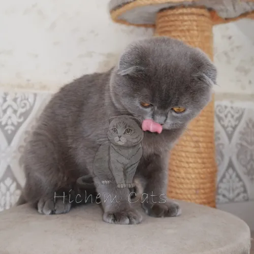 Scottish folds pure race