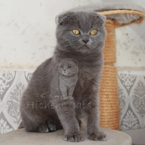 Scottish folds pure race