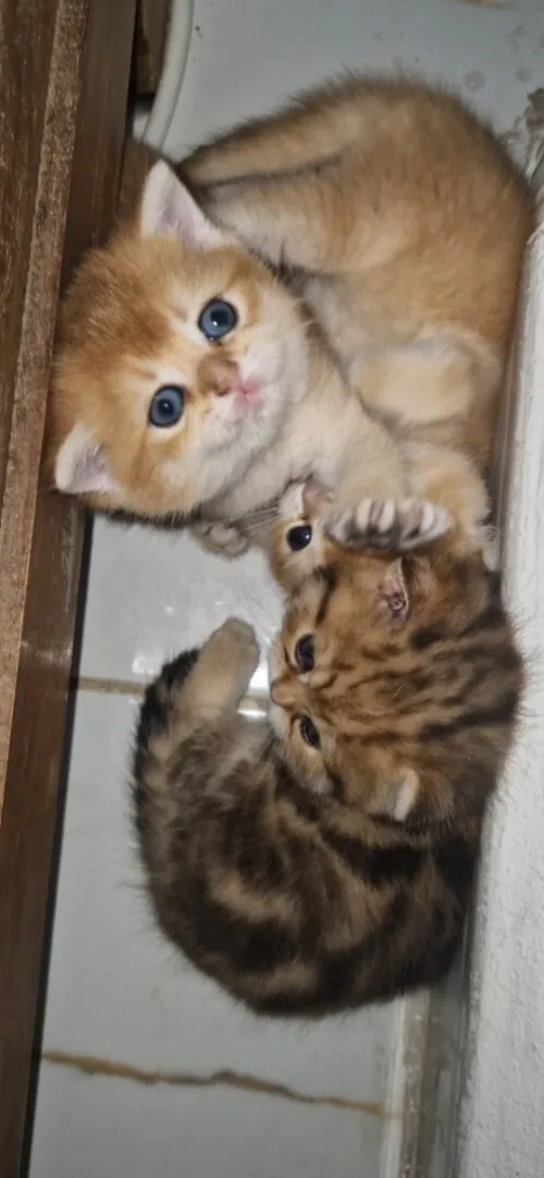 Chatons British et Scottish Fold, Golden et Fold