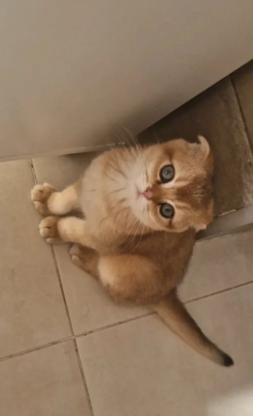 Chaton Scottish Fold Golden