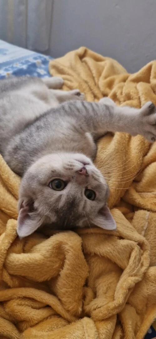 Chaton British Shorthair Silver