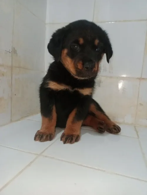 Vente fumelle rottweiler un mois et demi fermé j'ai géant les parents disponibles