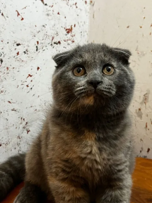 Scottish fold et British short hair 