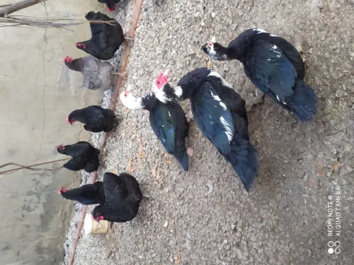 Oeufs de poule Australope