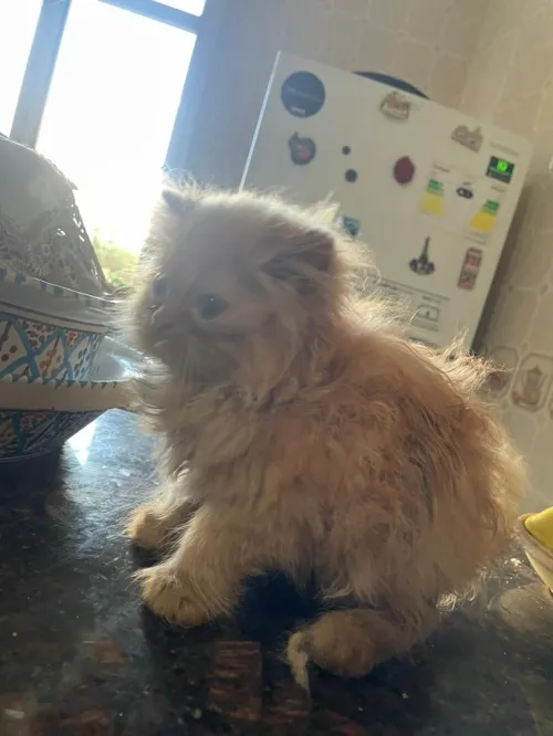Chat persan