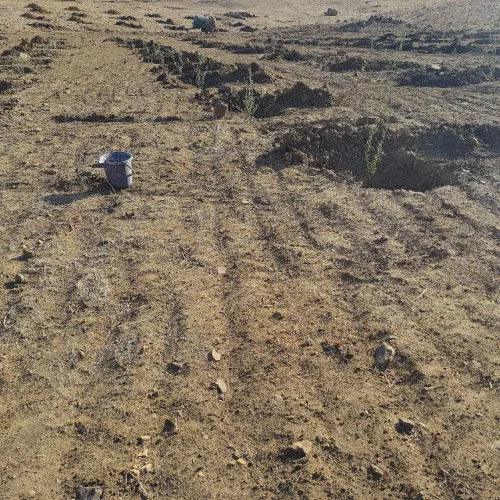 Vente Terrain Agricole Bordj Bou Arreridj Medjana