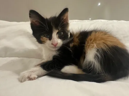 Chat 