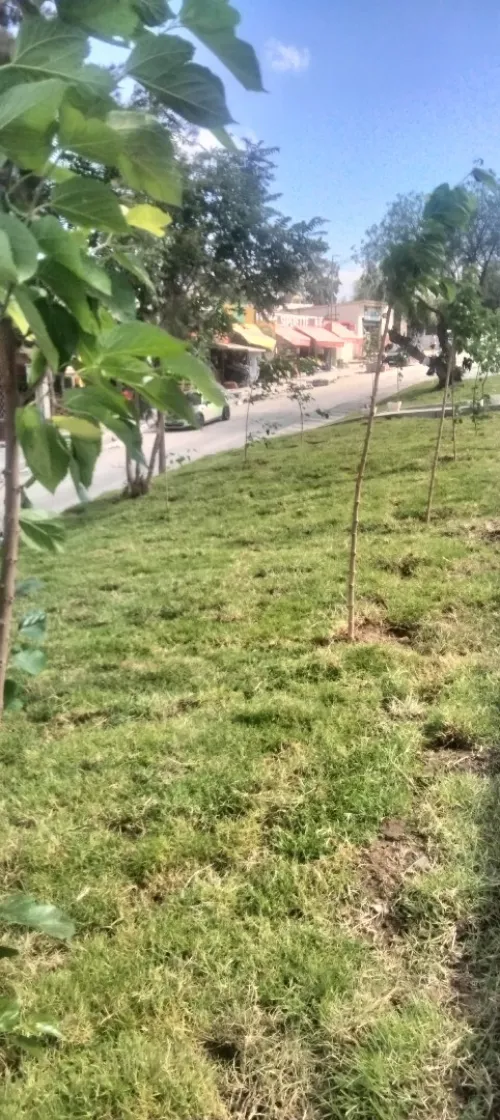 تهيئة المساحات الخضراء 