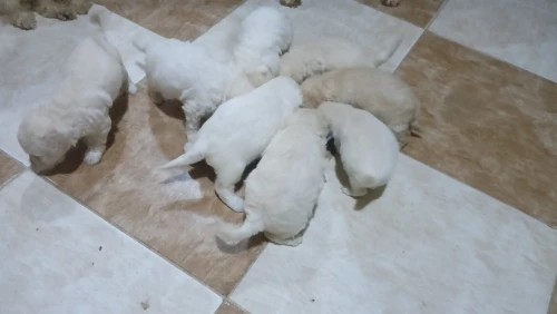 Caniche bichon de race pure