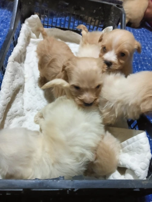 Caniche bichon de race pure