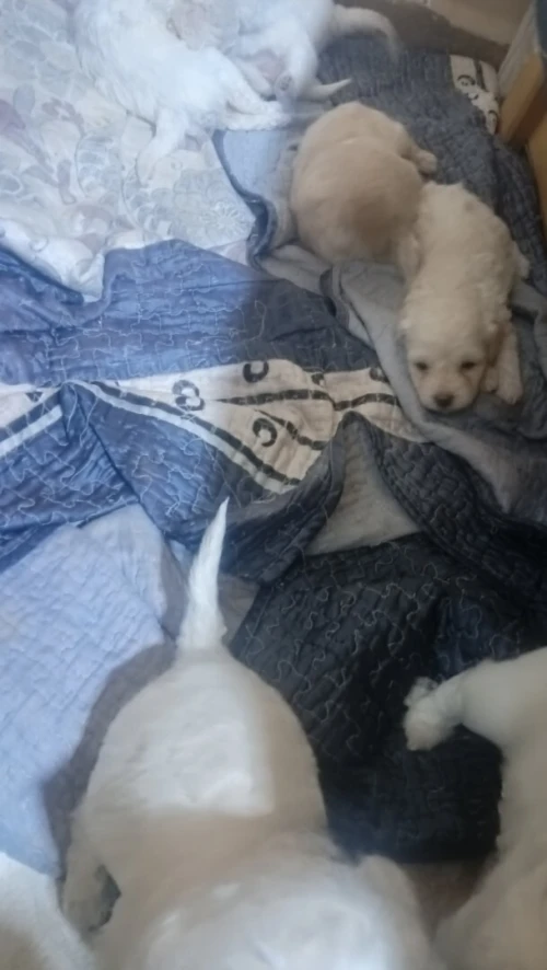 Caniche bichon de race pure