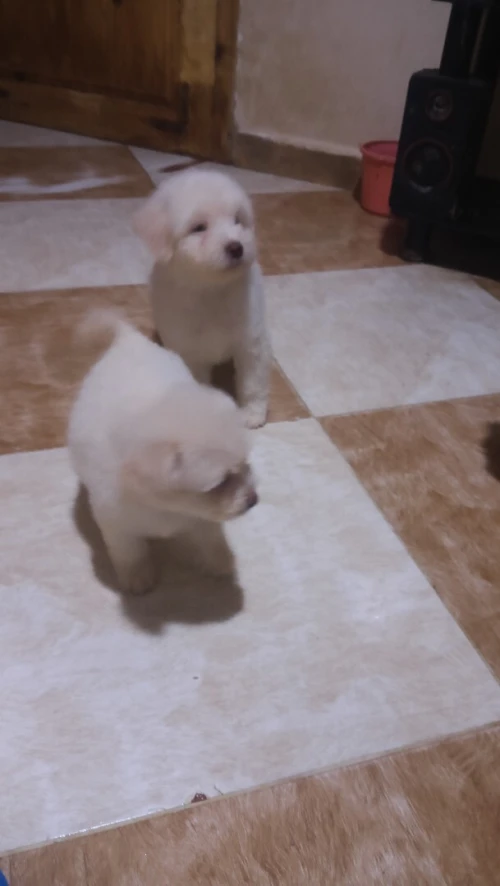 Caniche bichon de race pure