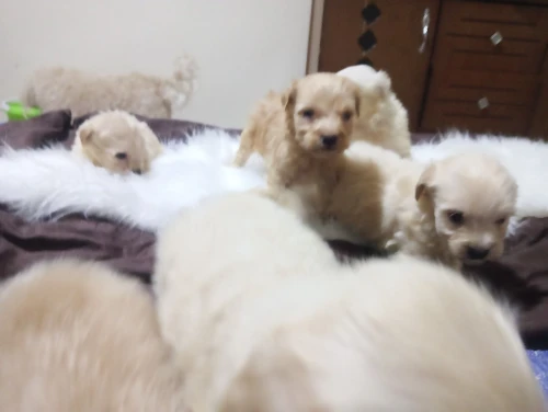 Caniche bichon de race pure