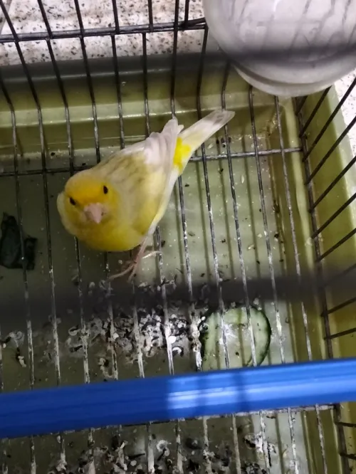 Canari satiné blanc