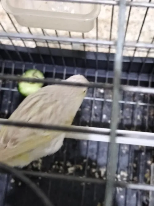 Canari satiné blanc