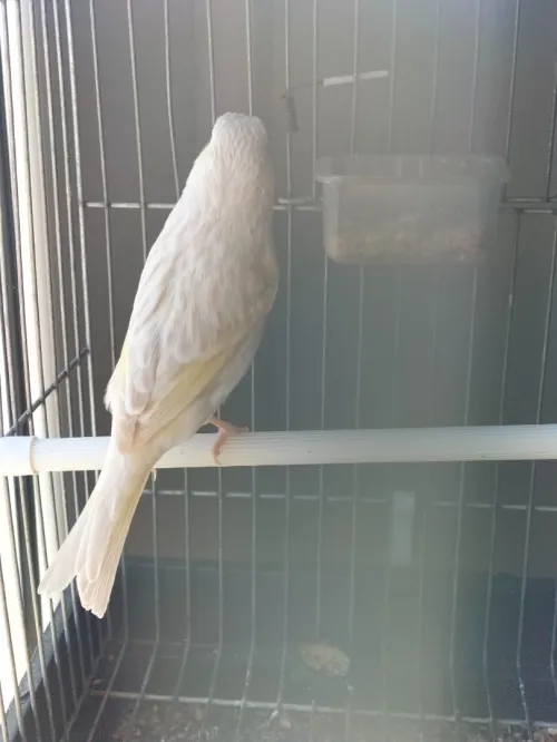 Canari satiné mal et femelle