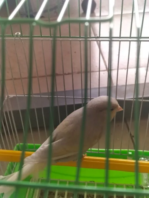 Femel Canari jaspe dd