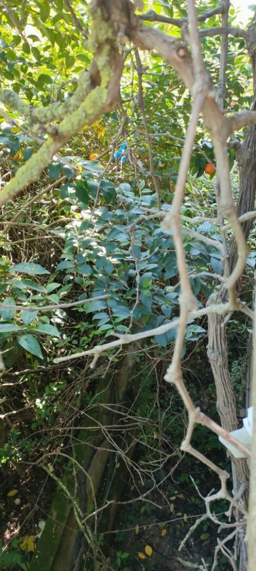 Vente Villa Skikda Skikda