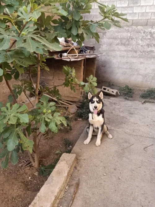 UN CHIEN HUSKY VRAI RACE IL A 5 MOIS