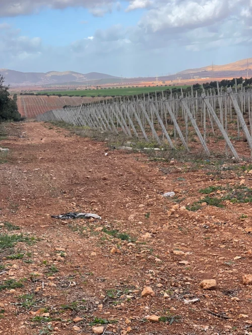 Vente Terrain Agricole Aïn Témouchent Chaabet el ham
