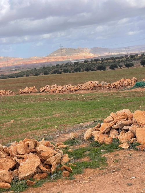Vente Terrain Agricole Aïn Témouchent Chaabet el ham