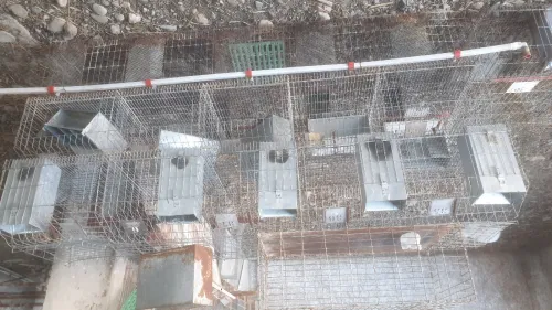 Batterie cage de lapin