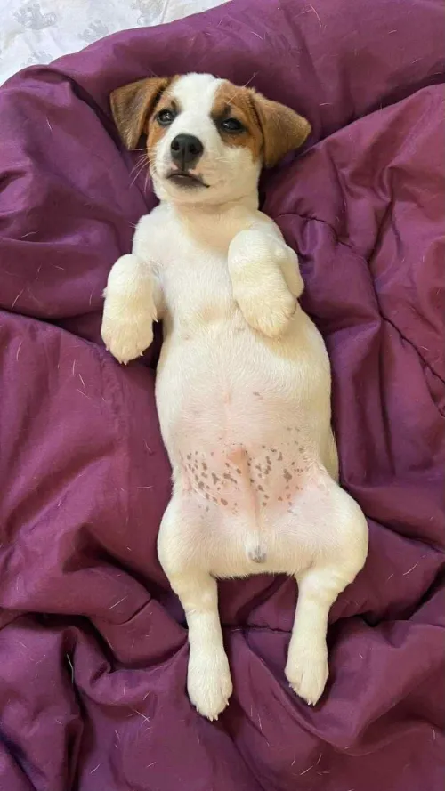 Jack RuSSELL