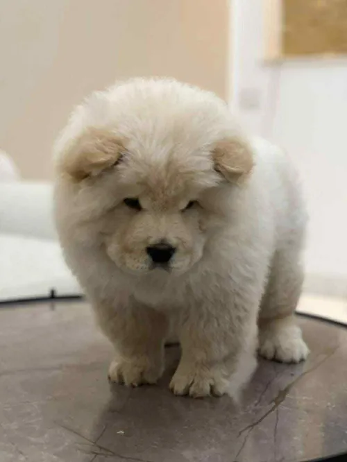 Chowchow