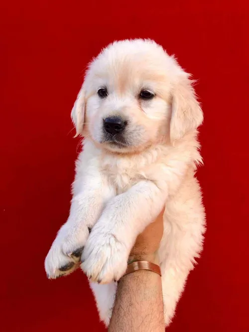 Golden retriever 