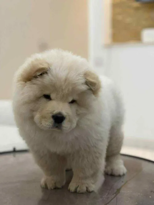 Chowchow
