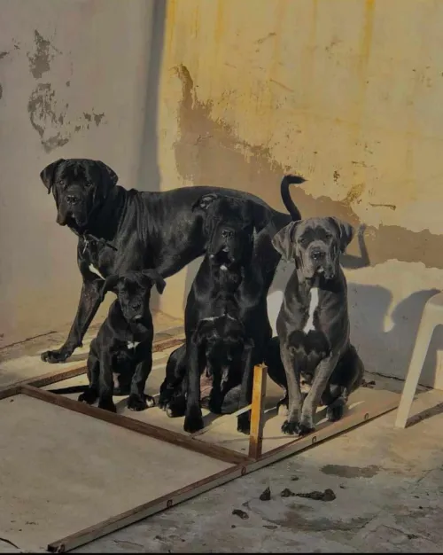 Cane corso
