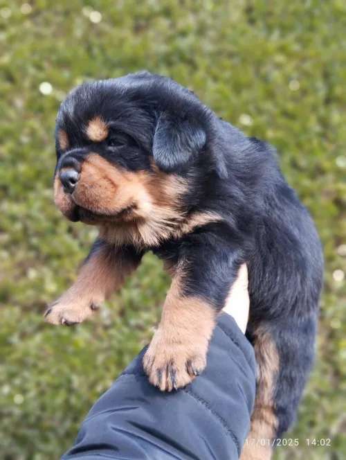 Rottweiler