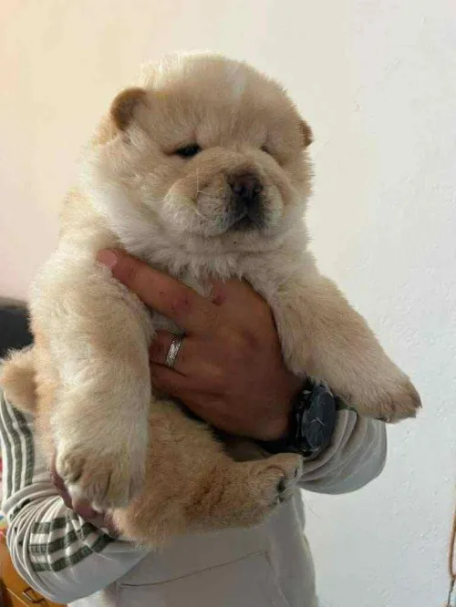 Chowchow
