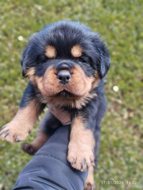 Rottweiler