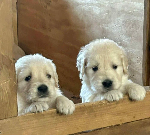 Golden retriever