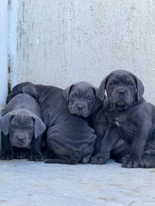 Cane corso
